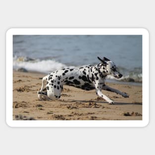 Dalmation Dash Sticker